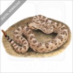 Mojave Desert Sidewinder stock image