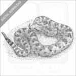 Mojave Desert Sidewinder