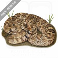 Mojave Rattlesnake stock image