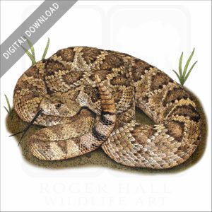 Mojave Rattlesnake stock image