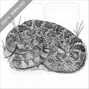 Mojave Rattlesnake