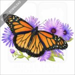 Monarch Butterfly stock image