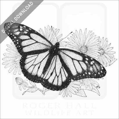 Monarch Butterfly