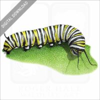 Monarch Butterfly Caterpillar stock image