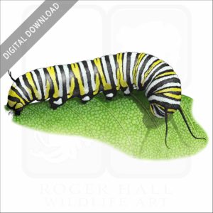 Monarch Butterfly Caterpillar stock image