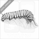 Monarch Butterfly Caterpillar