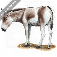 Mongolian Wild Ass or Khulan stock image