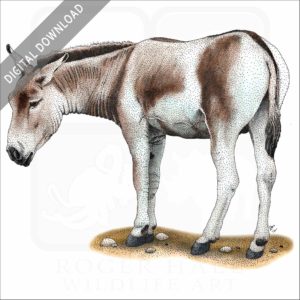 Mongolian Wild Ass or Khulan stock image