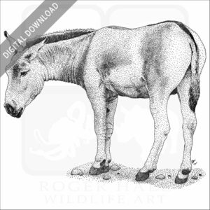 Mongolian Wild Ass or Khulan