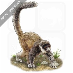 Mongoose Lemur stock image