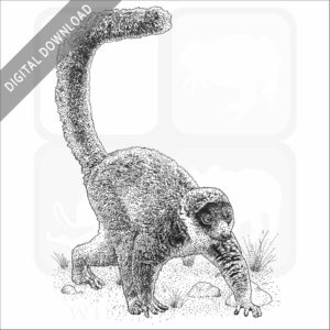 Mongoose Lemur