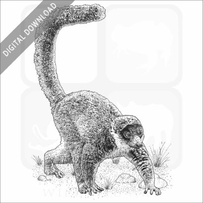 Mongoose Lemur