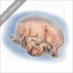 Moon Jellyfish stock image