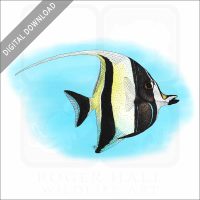 Moorish Idol stock image