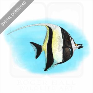 Moorish Idol stock image