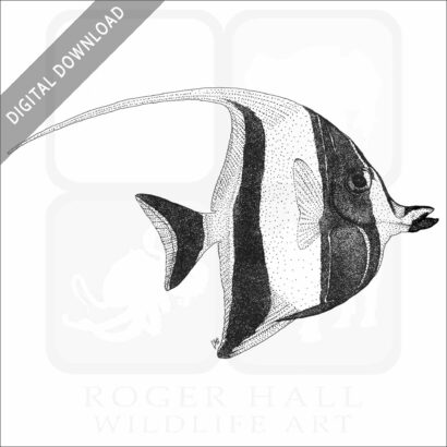 Moorish Idol