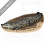 Morelet's or Mexican Crocodile stock image