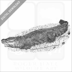 Morelet's or Mexican Crocodile