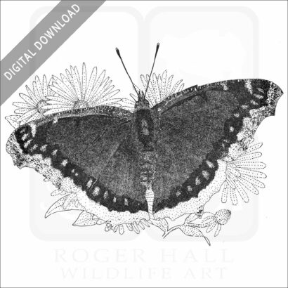 Mourning Cloak Butterfly