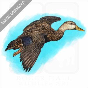 Mottled Duck stock image