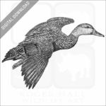 Mottled Duck