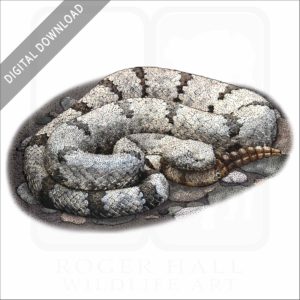 Mottled Rock Rattlesnake stock image