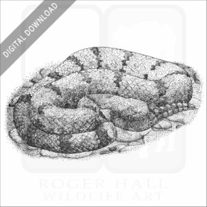 Mottled Rock Rattlesnake