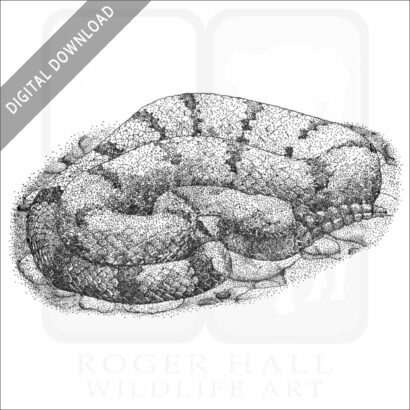 Mottled Rock Rattlesnake