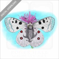 Mountain Apollo Butterfly stock image