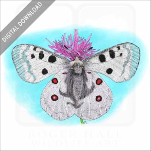 Mountain Apollo Butterfly stock image