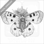 Mountain Apollo Butterfly