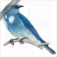 Mountain Bluebird stock image