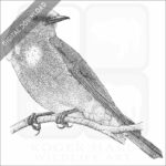 Mountain Bluebird