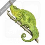 Cameroon Sailfin Chameleon stock image