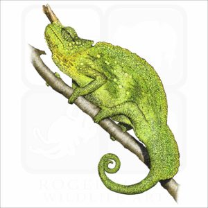 Cameroon Sailfin Chameleon illustration