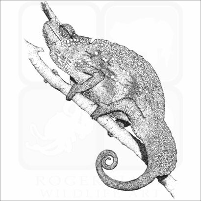 Cameroon Sailfin Chameleon