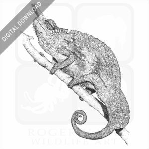 Cameroon Sailfin Chameleon