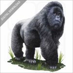 Mountain Gorilla stock image