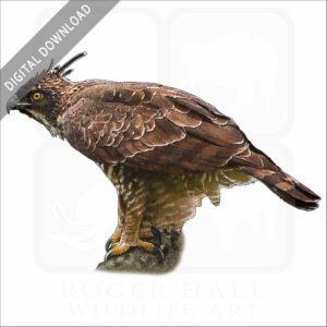 Mountain Hawk Eagle stock image