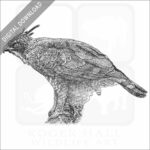 Mountain Hawk Eagle