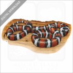 California Mountain Kingsnake stock image
