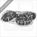 California Mountain Kingsnake