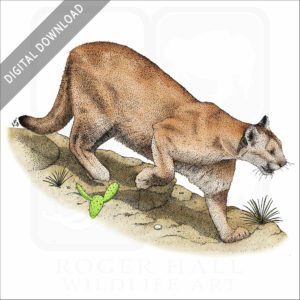 Mountain Lion stock image