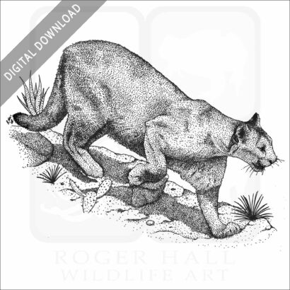 Mountain Lion