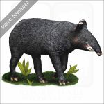 Mountain Tapir stock art