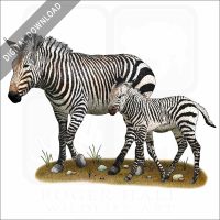 Mountain Zebra and young stock image