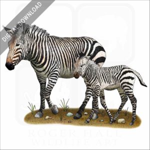 Mountain Zebra and young stock image