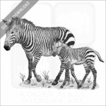 Mountain Zebra and young