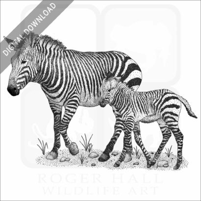 Mountain Zebra and young