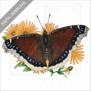 Mourning Cloak Butterfly stock image